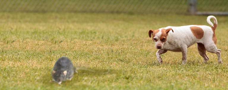 How to Train a Terrier to Hunt Rats How to Train a Terrier to Hunt Rats